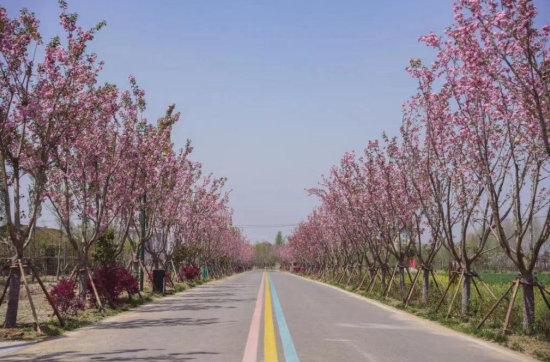 一路繁花一路景 “四好农村路”建设鼓足乡村振兴动力